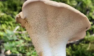 Le pied de mouton, un champignon aux aiguillons délicats, se dresse dans la forêt.