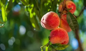 Pêches blanches mûres sur une branche, un délice faible en calories pour l'été.