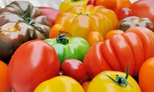 Un assortiment coloré de tomates, parfaites pour manger tomate le soir. Des rouges, jaunes, vertes et même des tomates brunes.