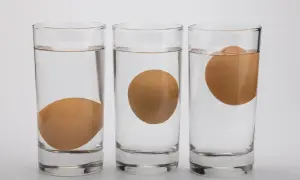 Trois verres d'eau montrent un œuf coule, un œuf flotte, et un œuf à moitié flottant, illustrant la densité.