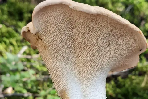 Le pied de mouton, un champignon aux aiguillons délicats, se dresse dans la forêt.