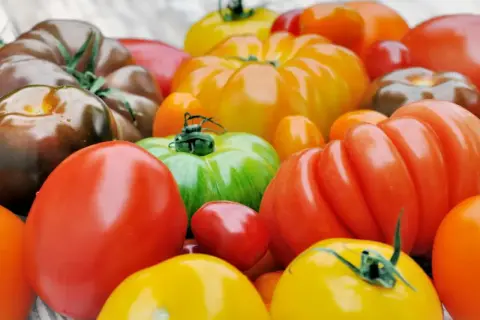 Un assortiment coloré de tomates, parfaites pour manger tomate le soir. Des rouges, jaunes, vertes et même des tomates brunes.