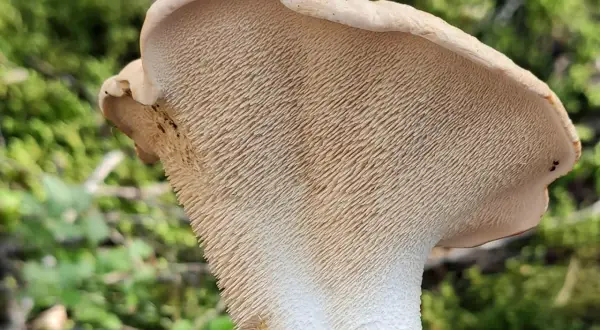 Le pied de mouton, un champignon aux aiguillons délicats, se dresse dans la forêt.