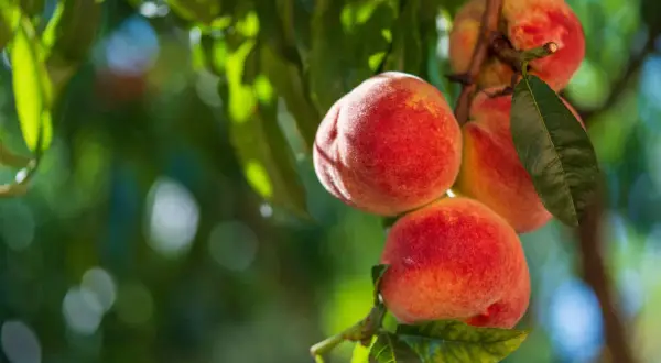 Pêches blanches mûres sur une branche, un délice faible en calories pour l'été.