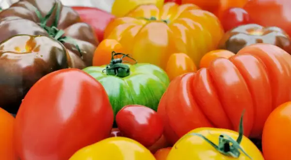 Un assortiment coloré de tomates, parfaites pour manger tomate le soir. Des rouges, jaunes, vertes et même des tomates brunes.