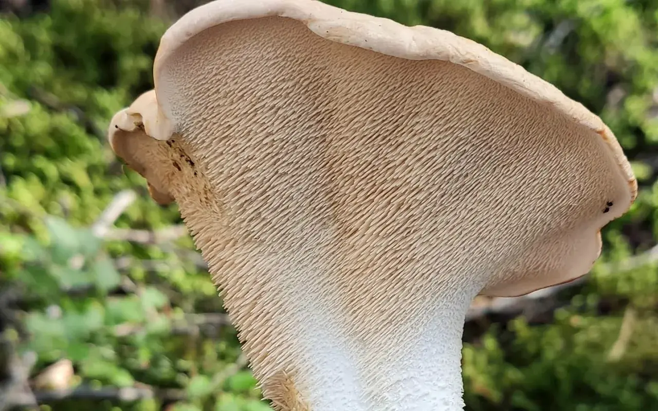 Le pied de mouton, un champignon aux aiguillons délicats, se dresse dans la forêt.