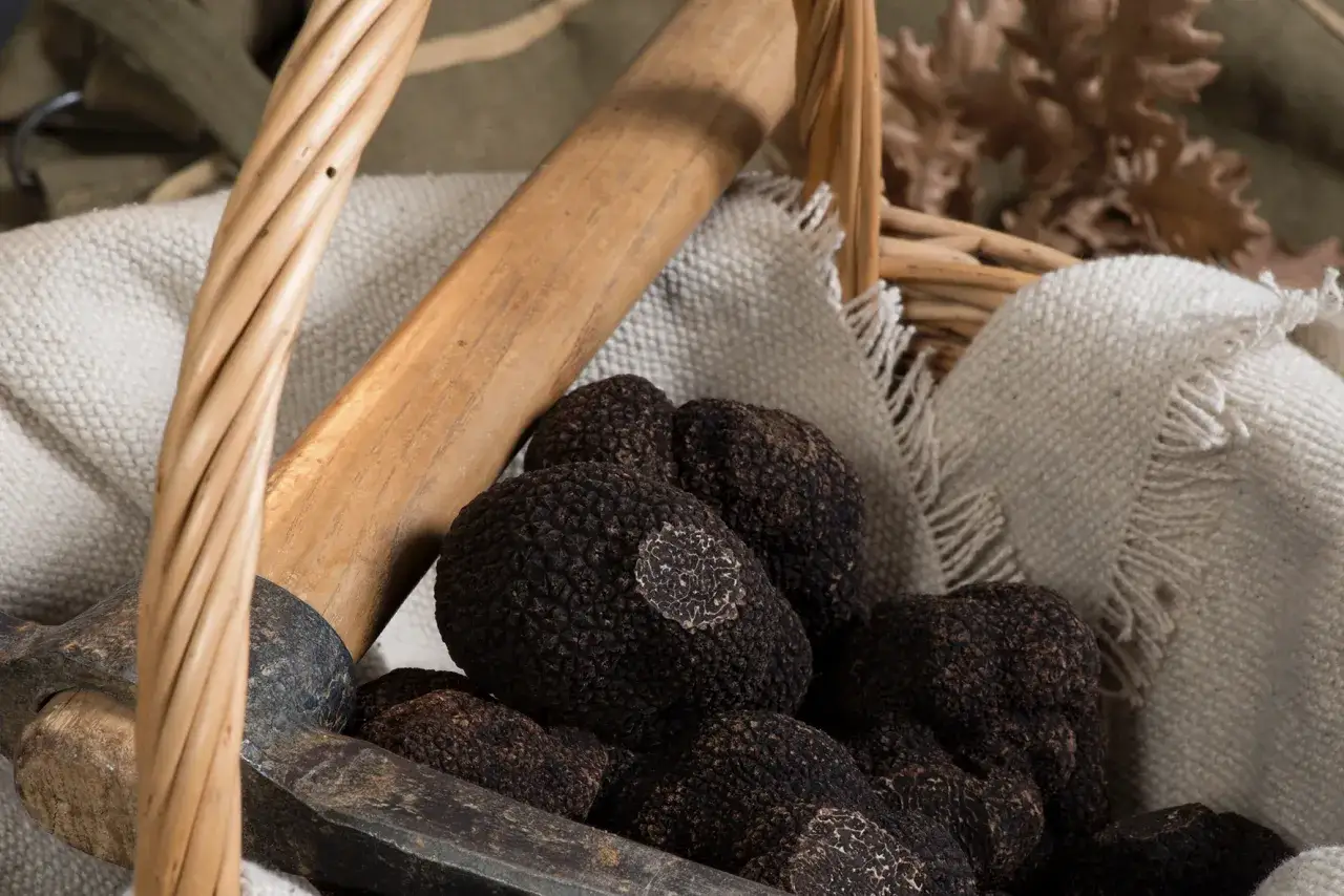 Un panier rustique contient plusieurs truffes noires, ces tr&eacute;sors du sol. C'est quoi la truffe ? Un champignon rare et savoureux.