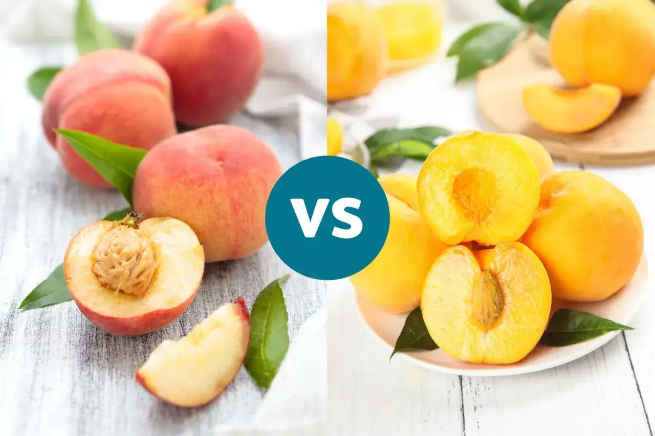 Pêches blanches et jaunes, entières et coupées, avec un signe VS. Délicieuses et peu caloriques, ces pêches sont parfaites pour un en-cas sain.
