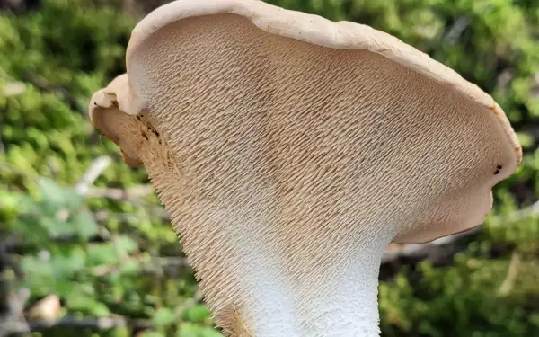 Le pied de mouton, un champignon aux aiguillons délicats, se dresse dans la forêt.