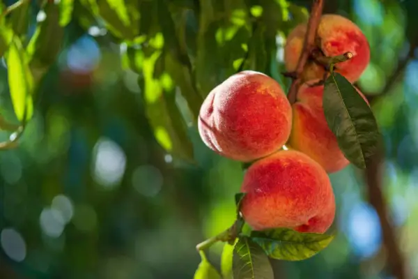 Pêches blanches mûres sur une branche, un délice faible en calories pour l'été.